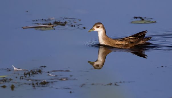 Observations remarquables à l’Etang des Landes