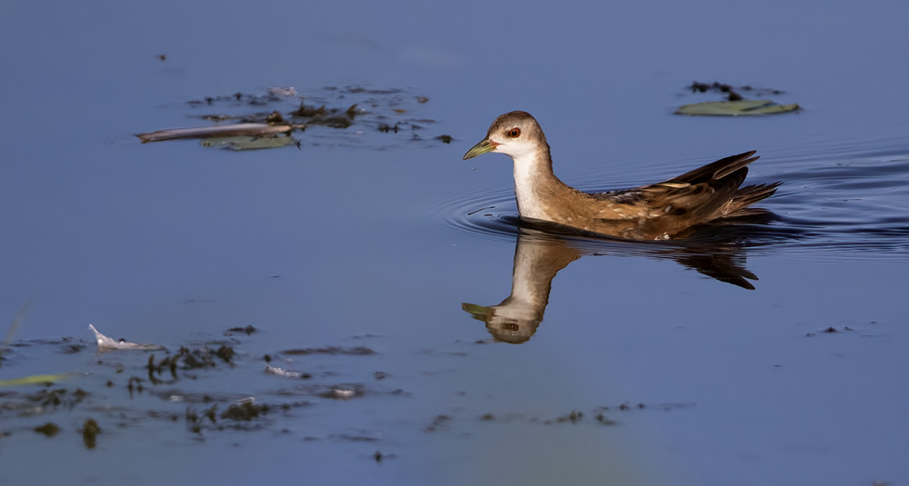 Observations remarquables à l’Etang des Landes